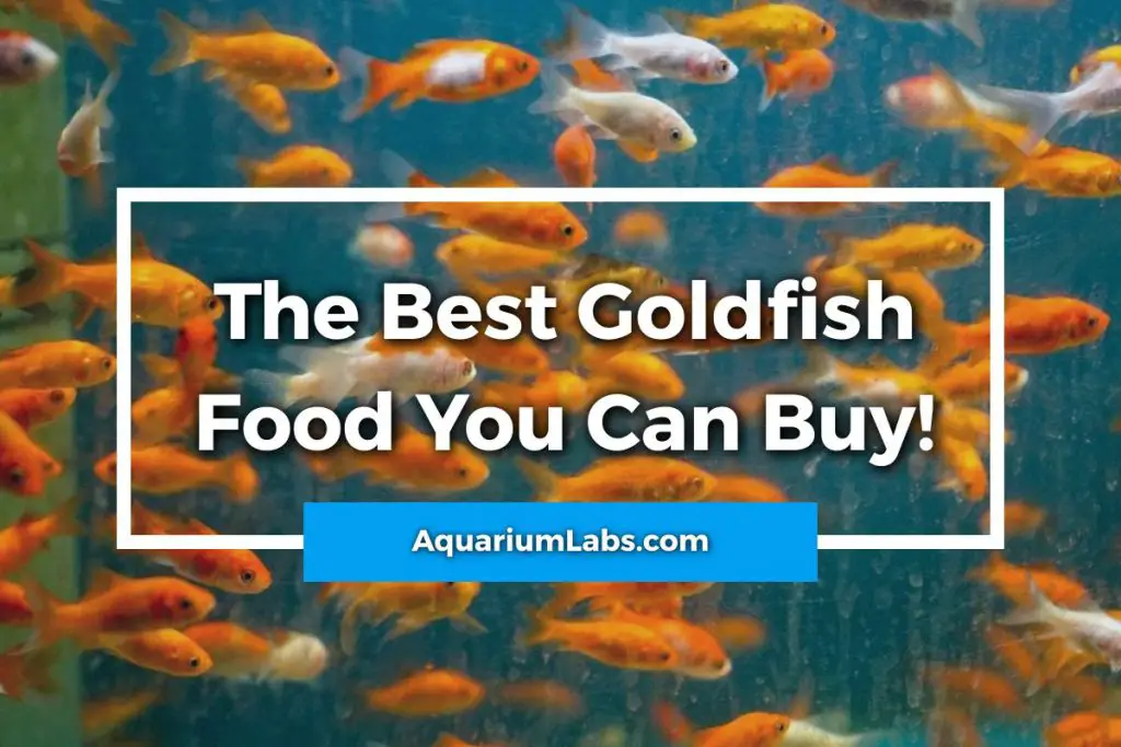 11 Best Goldfish Food [2023 Reviewed] for Healthy Happy Goldfish