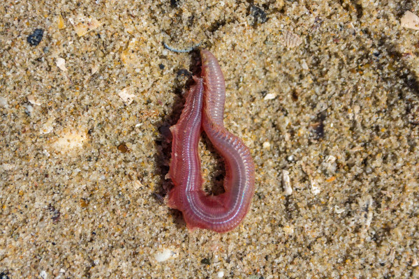 Bloodworms On Sand