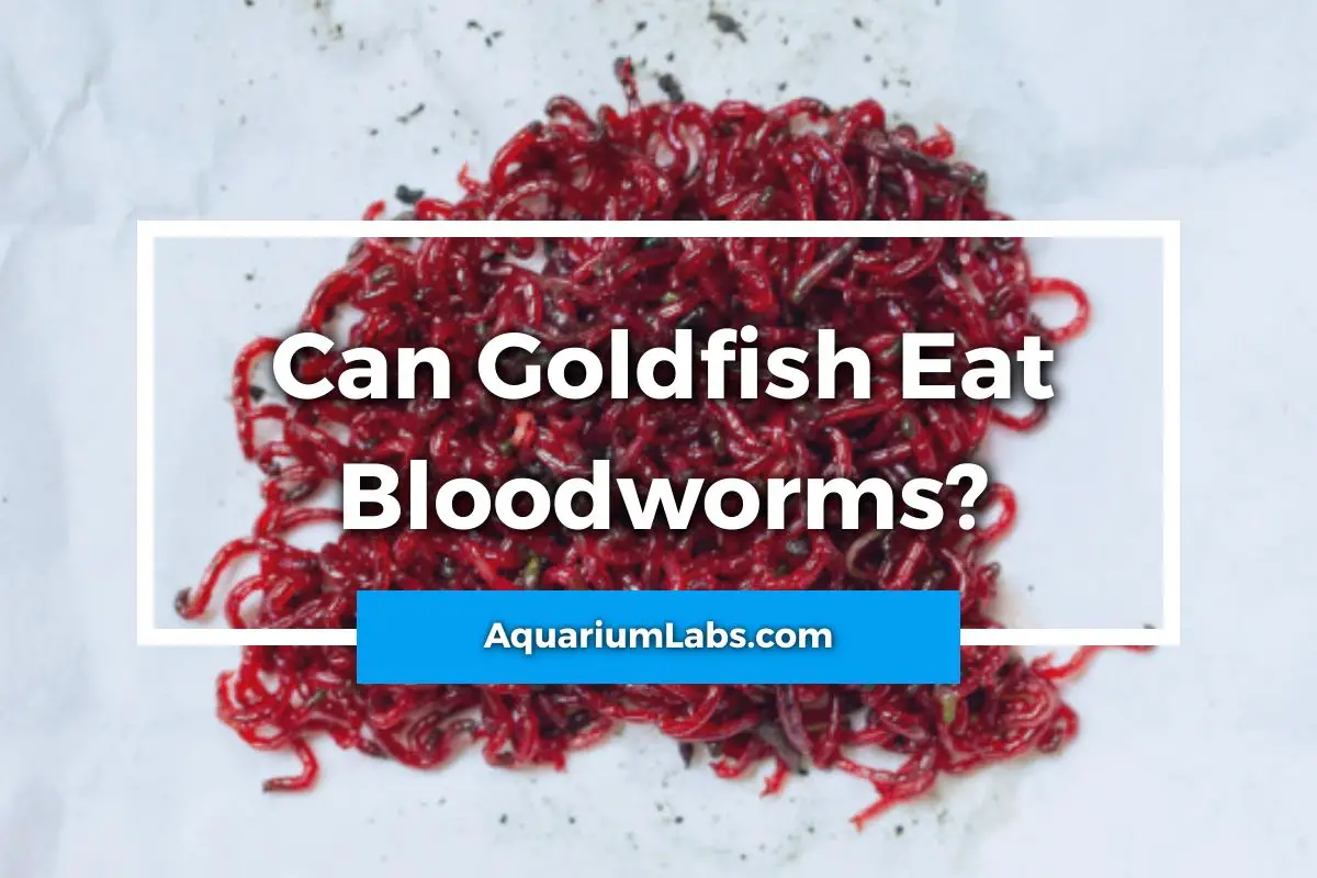 Can Goldfish Eat Bloodworms
