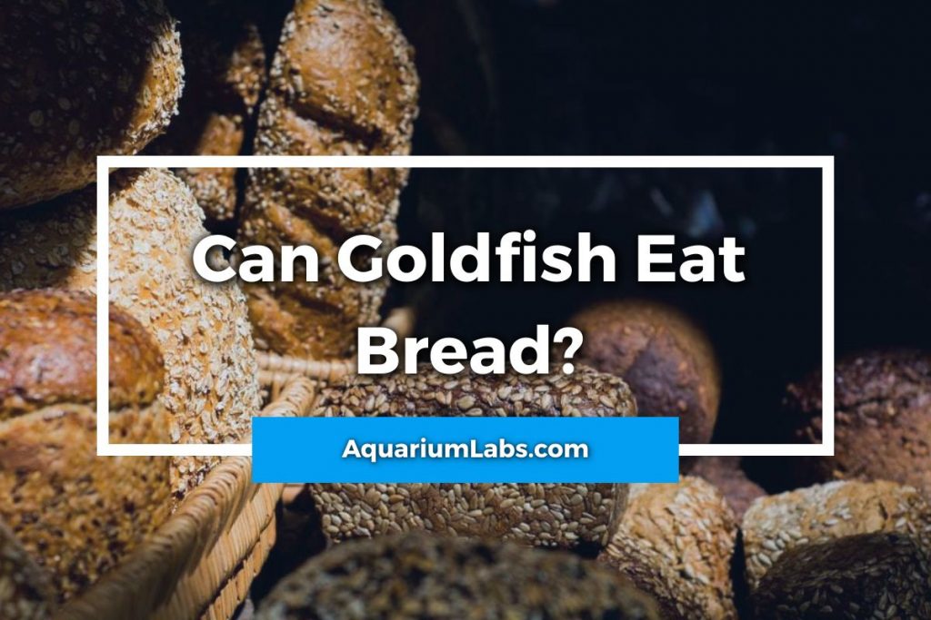 Can Goldfish Eat Bread - Featured Image