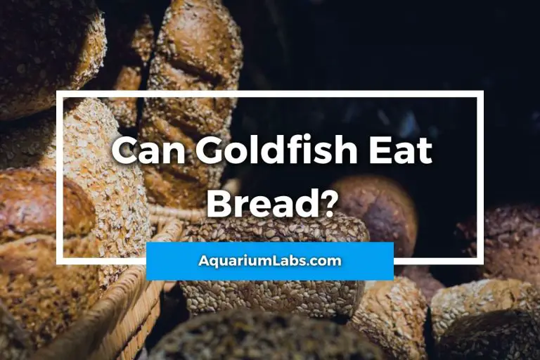 Can Goldfish Eat Bread? Aquarium Labs