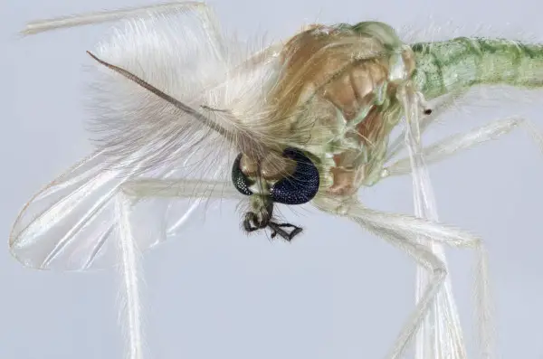 Chironomidae Mosquito