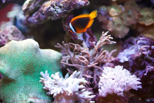 fish in reef tank