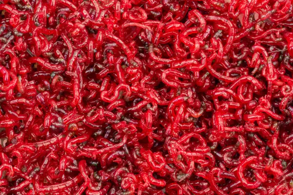 Close Up Photos Of Bloodworms