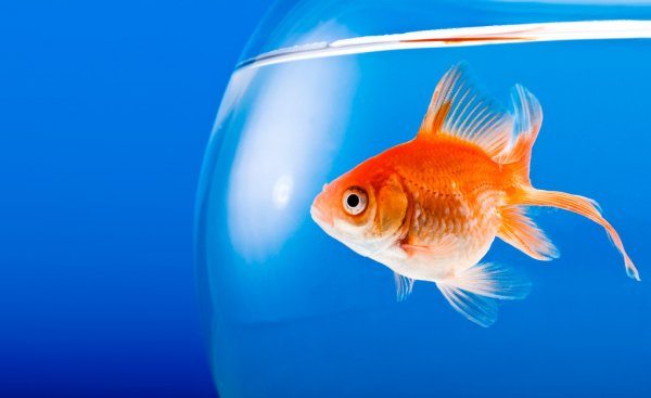 Goldfish In Aquarium