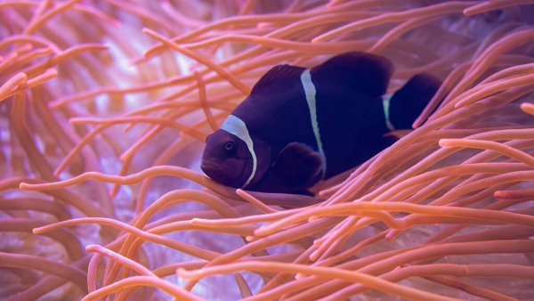 maroon-clownfish