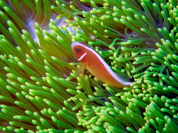 pink skunk clownfish