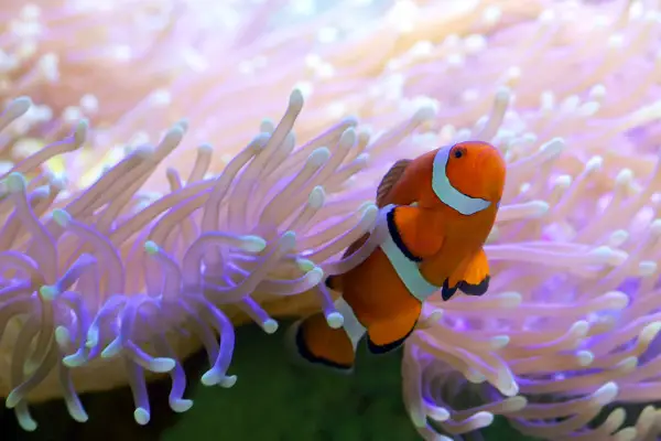 Tropical Clownfish in Barrier Reef