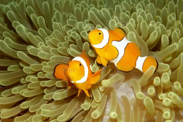 two clownfish