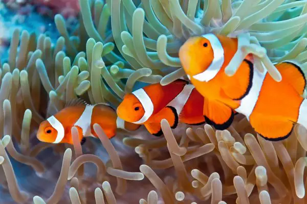 clownfishes in saltwater aquarium