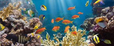 landscape photo of coral and goldfishes