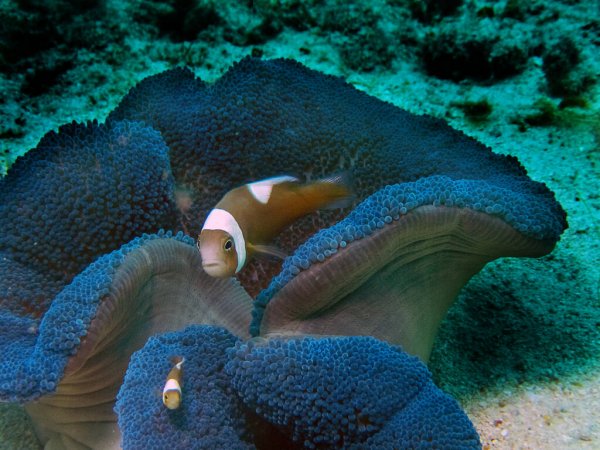 saddleback as one of the types of clownfish