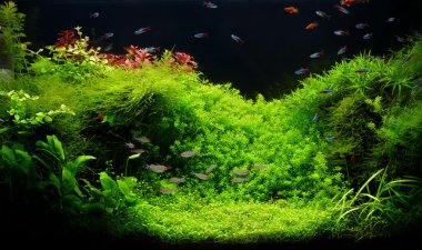 tropical fishwater aquarium