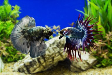 two betta fish in aquarium