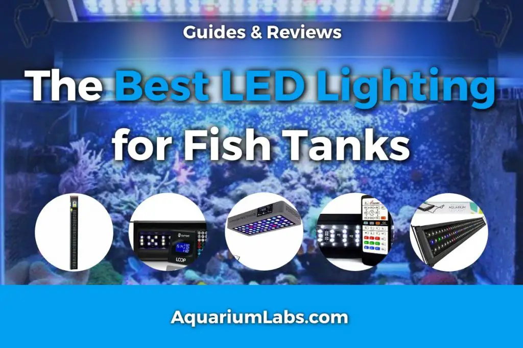 Best Aquarium LED Lighting for Fish Tanks Featured Image