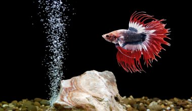 Betta Fish In Aquarium