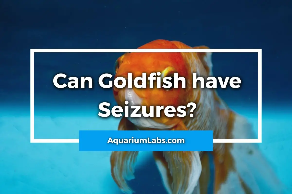 Can Goldfish have Seizures - Featured Image