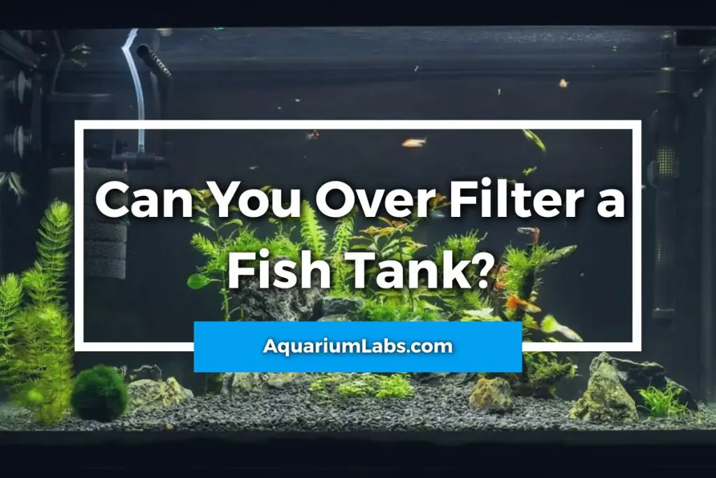 Can You Over Filter a Fish Tank - Featured Image