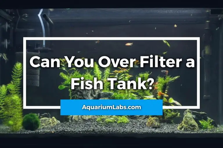 Can You Over Filter a Fish Tank? Aquarium Labs