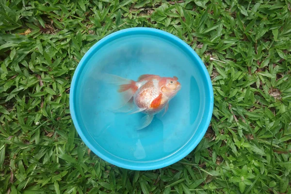 Dead Goldfish in plastic bowl