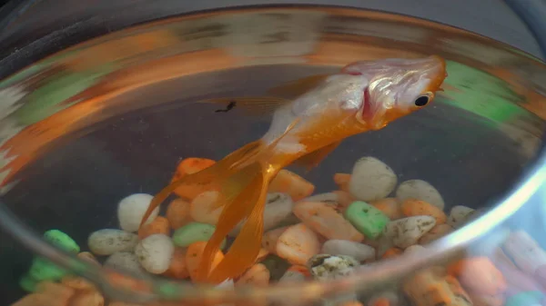 Dead goldfish floating