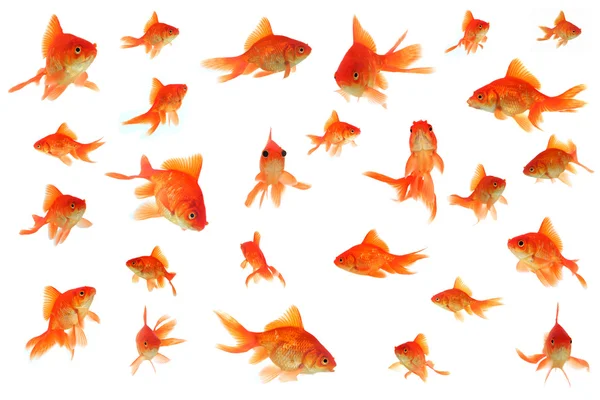 Goldfish in a white collage background