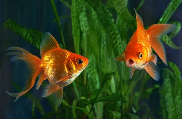 Goldfish in aquarium with aquatic plants