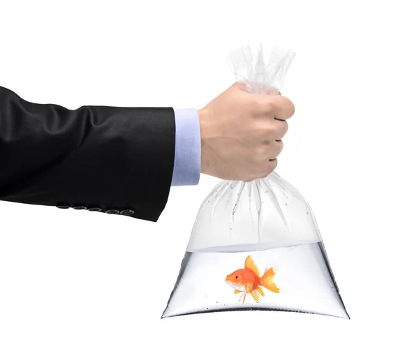 Holding plastic bag with goldfish inside