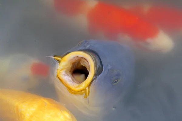 Hungry Carp Opening its mouth