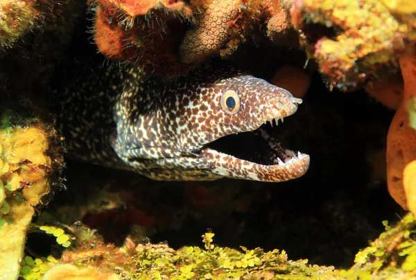 Photo of Moray Eel