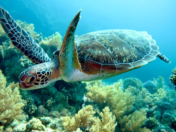 turtle swimming in a sea