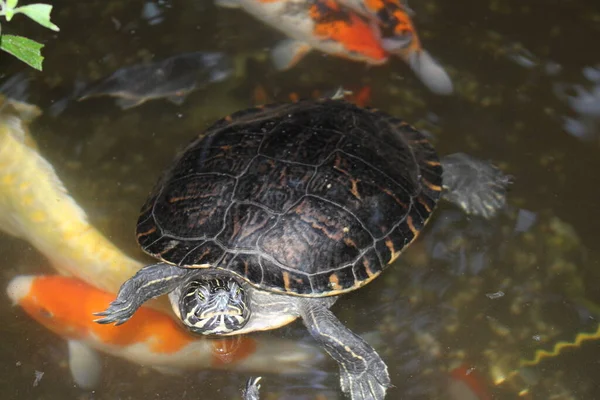 Red-eared Slider turtle
