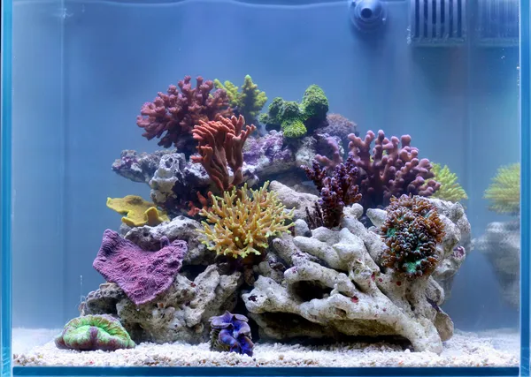 Reef Tank Aquarium