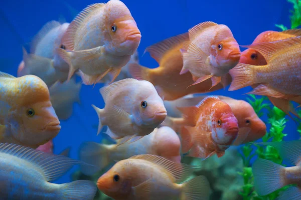 Several Midas cichlid