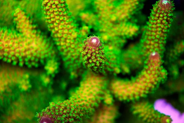 Short Coral In Reef