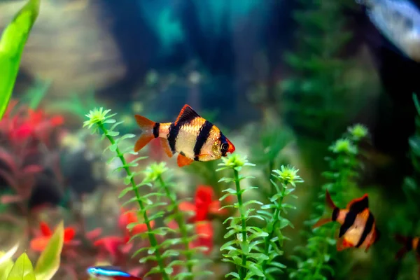 Tiger Barbs in Aqurium