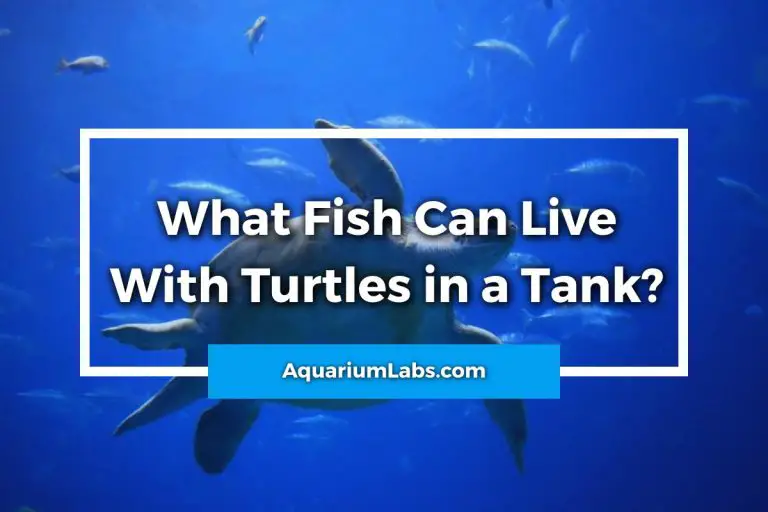 what-fish-can-live-with-turtles-in-a-tank