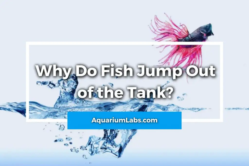 Why Do Fish Jump Out of the Tank - Featured Image