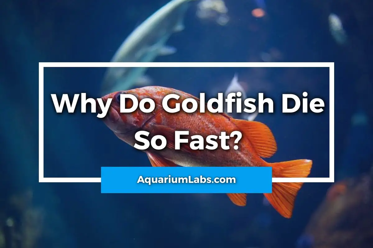 Why Do Goldfish Die So Fast - Featured Image