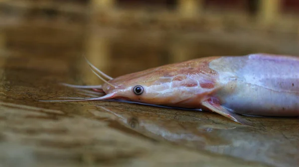 catfish laying on the ground