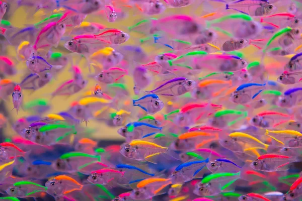 colorful fishes in aquarium