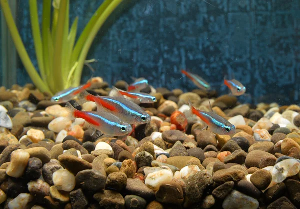 little fishes in aquarium