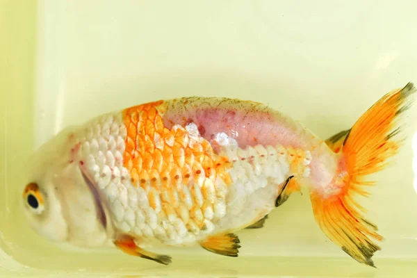 scales loss in goldfish