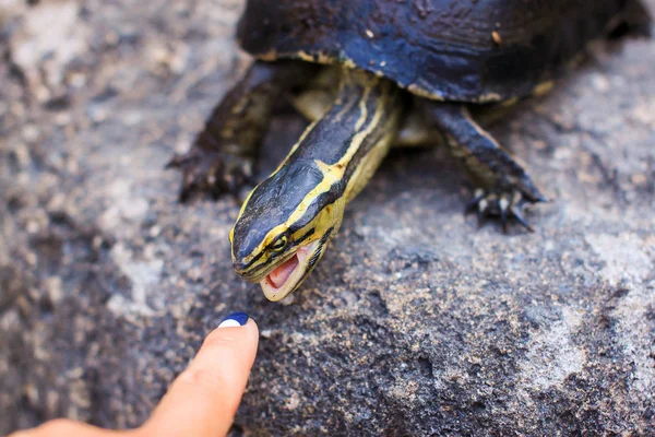 turtle trying to bite a finger