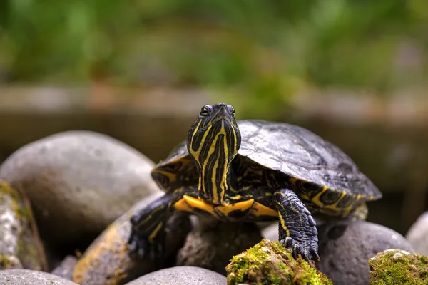 turtle with yellow stripes
