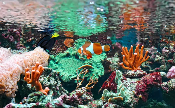 underwater shot of clownfish