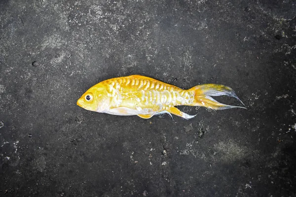 dead yellow koi fish