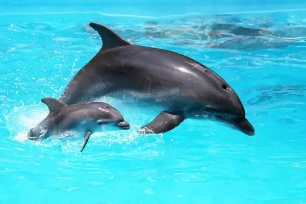 2 dolphin in pool