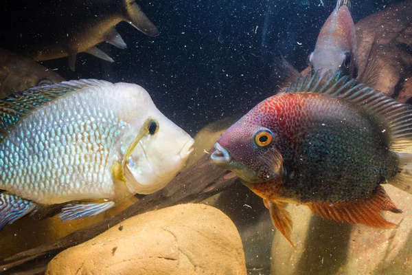 Battle of Severum and Pearl Cichlid 