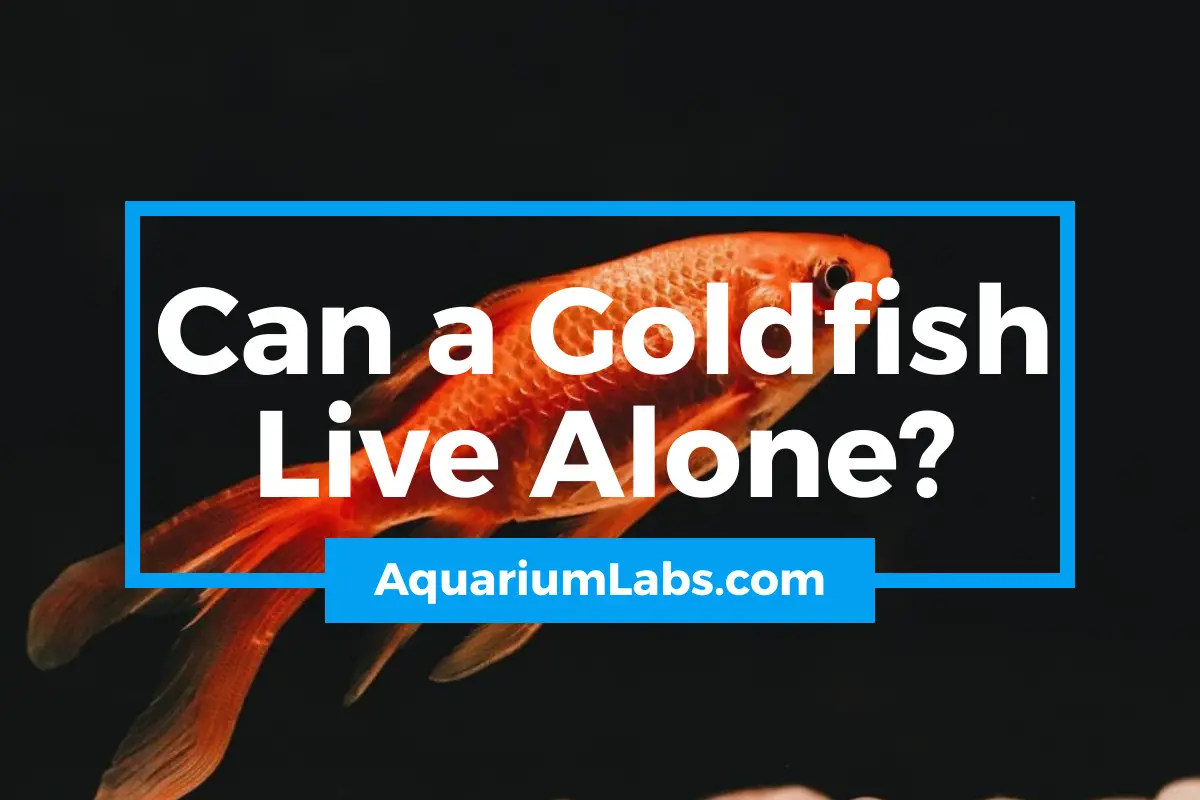 Can a goldfish live alone - featured image